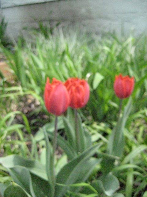 tulips nourish a persons soul, beneficial for a health